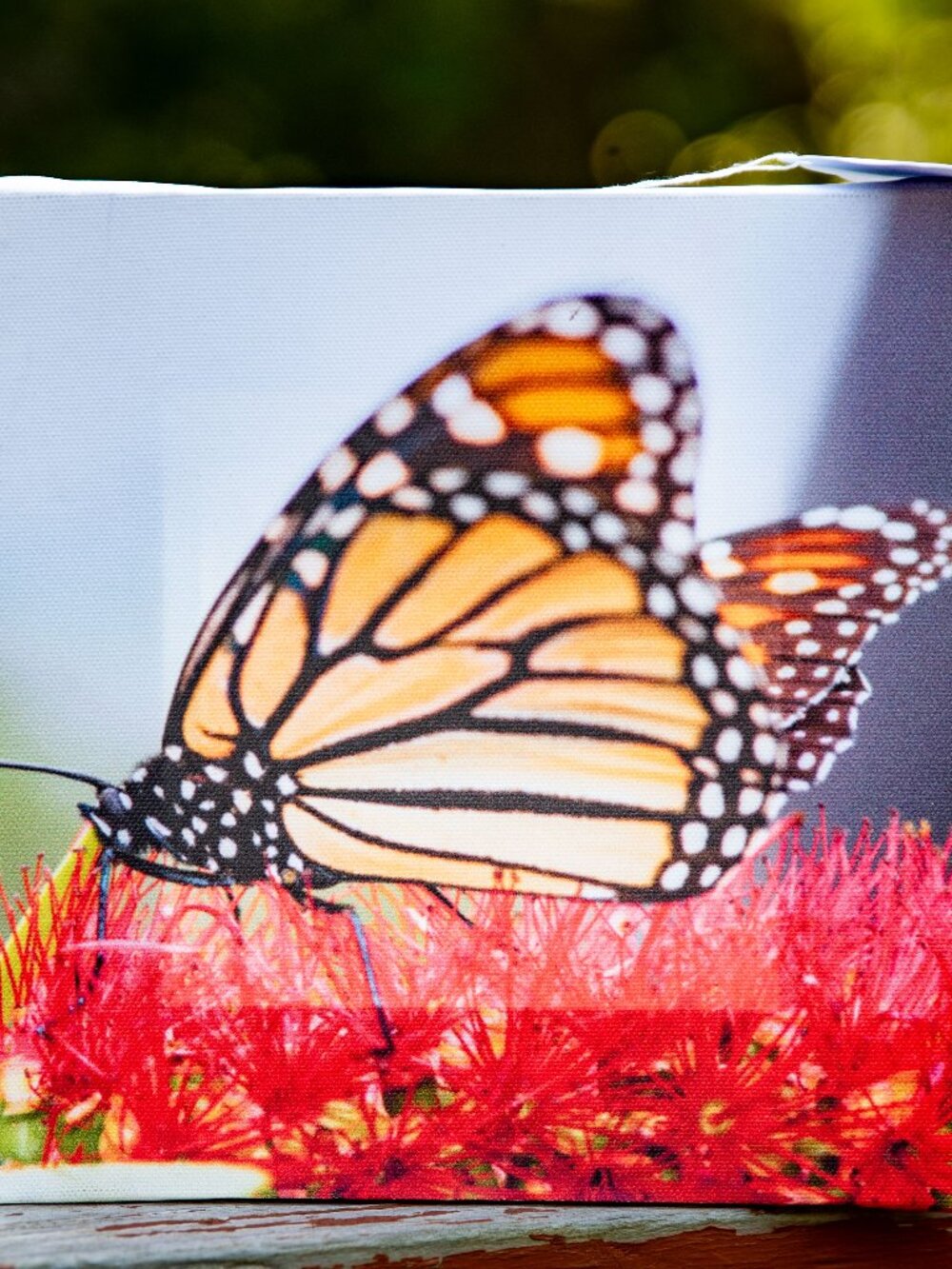 Square canvas art print featuring a vibrant monarch butterfly resting on bright